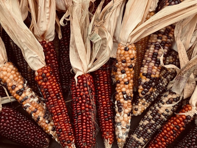 Fall Harvest Flavors